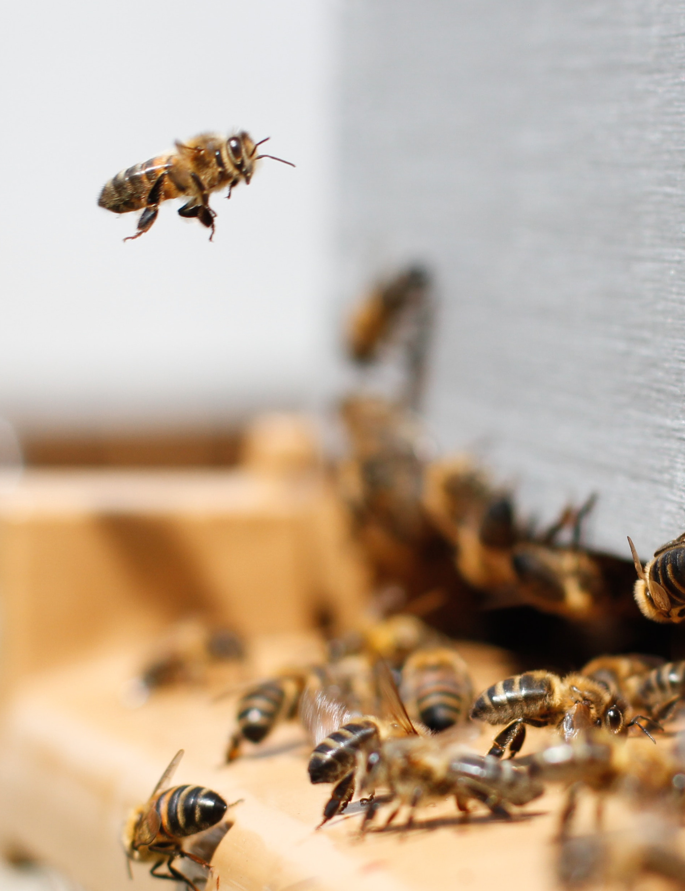 5 Reasons to Love Bees