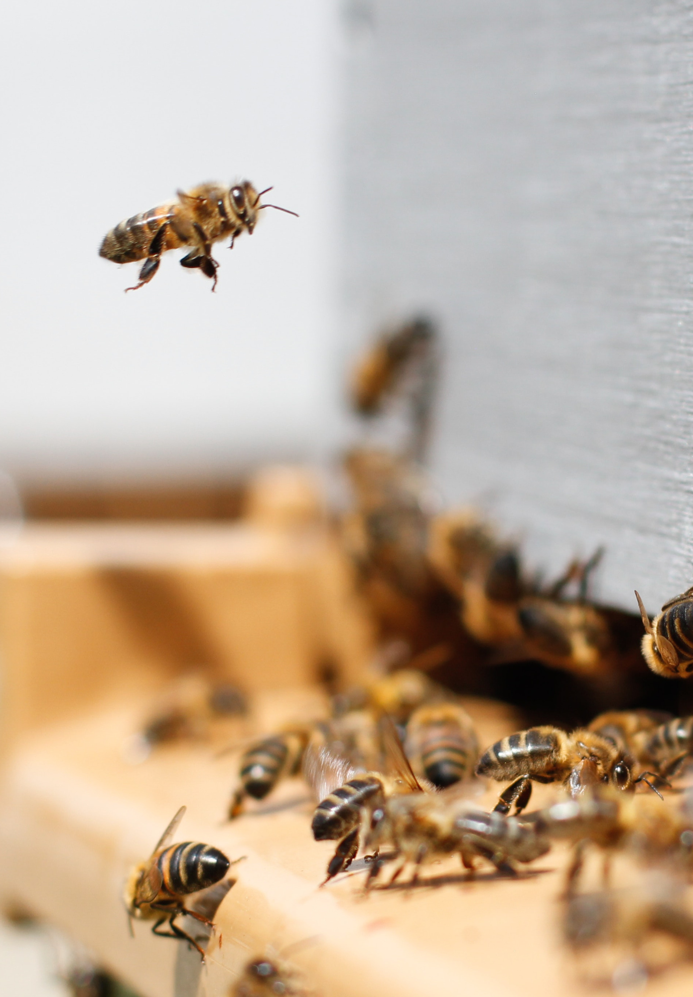 5 Reasons to Love Bees