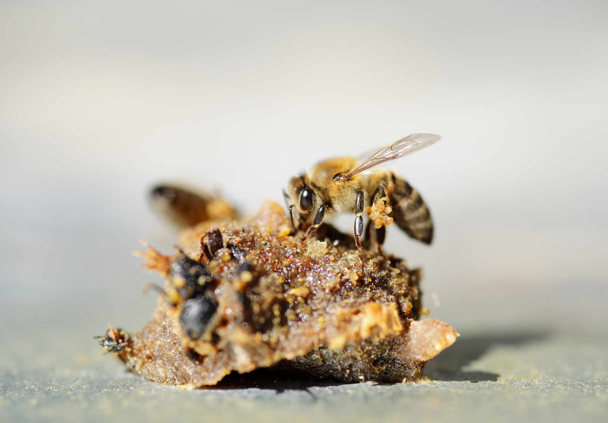 What Propolis Actually Is (and Where It Comes From)