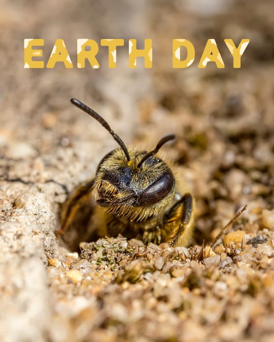Earth Day: Celebrating How Each of Us Can Make a Difference