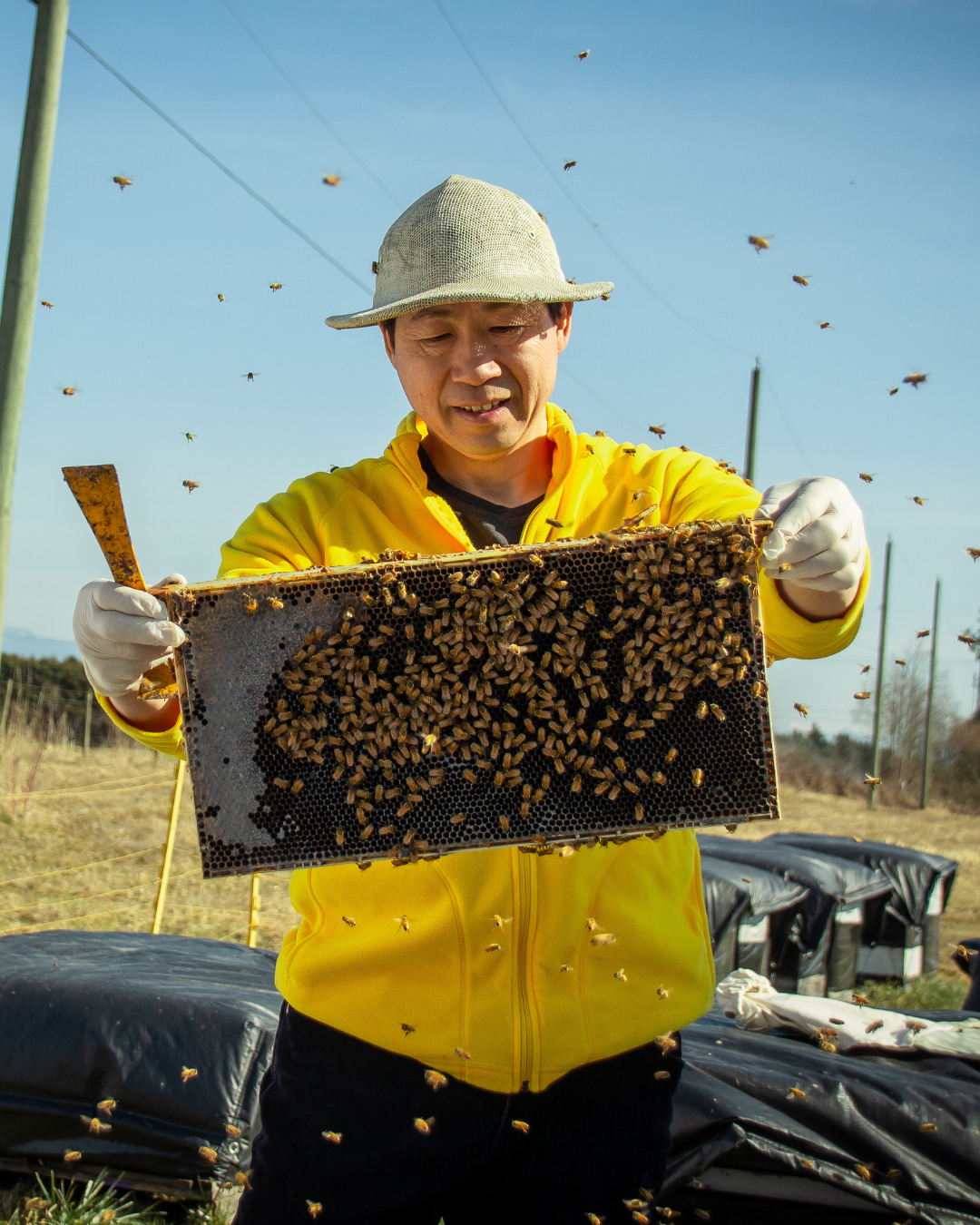 World Bee Day to Celebrate our Pollinators