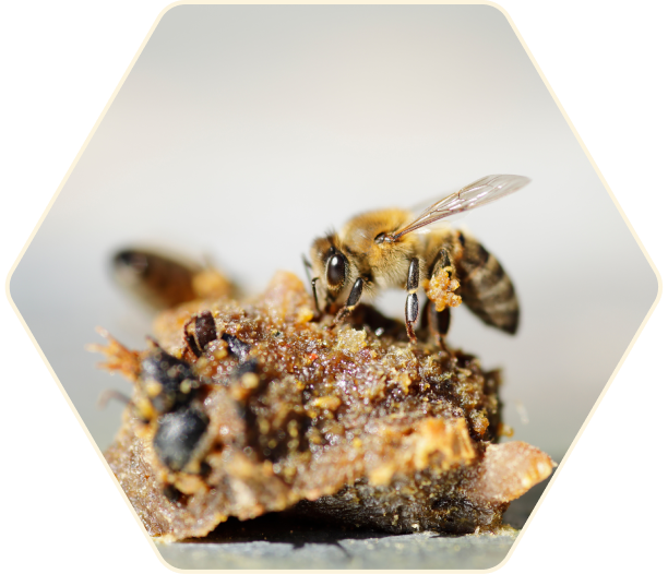 Closeup of bee on piece of a honeycomb