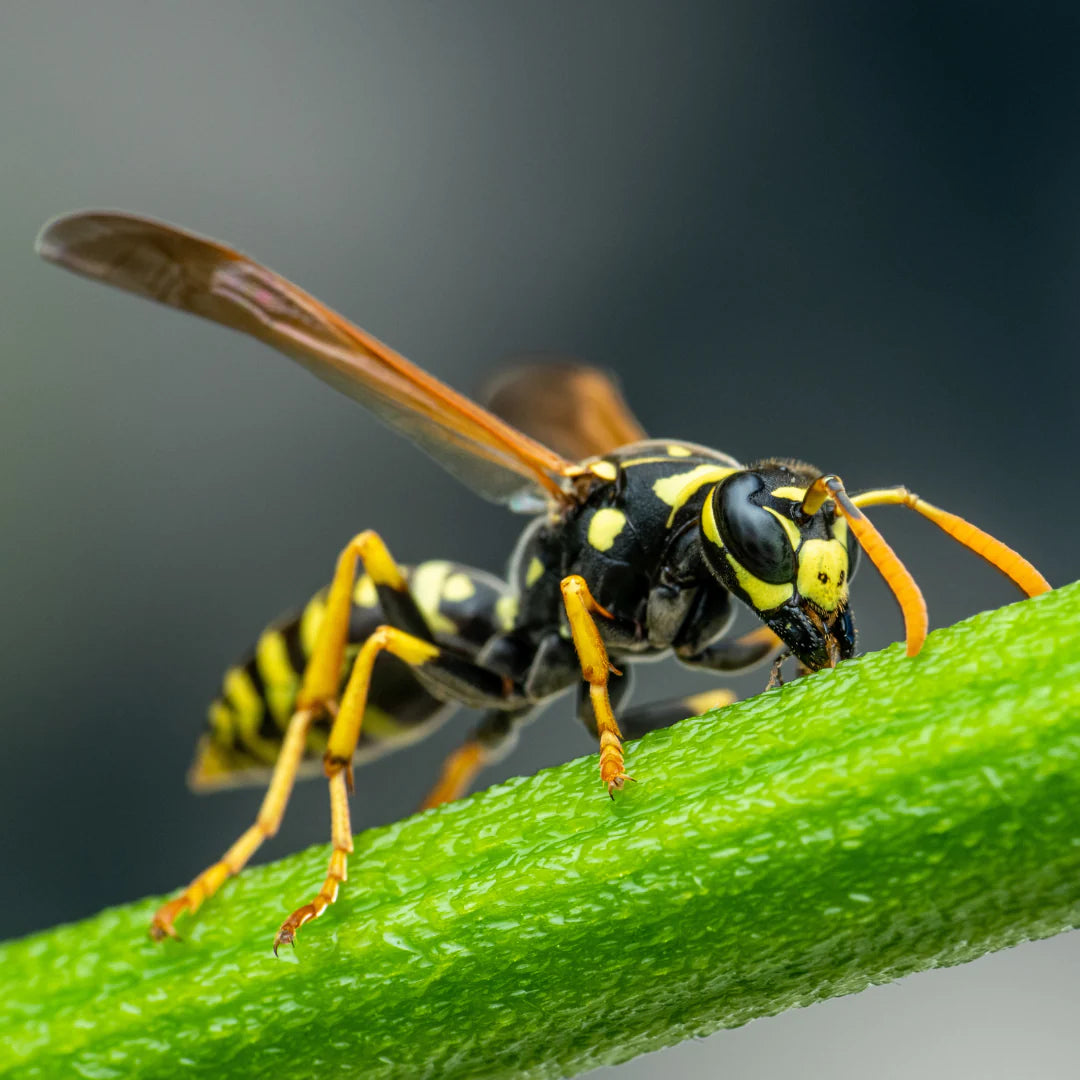 ‘Get that thing away from me!’: Couple discovers giant hornet buzzing in North Vancouver
