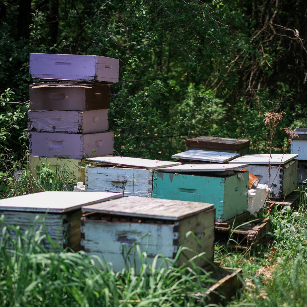 Bees facing high mortality after long, hard winter