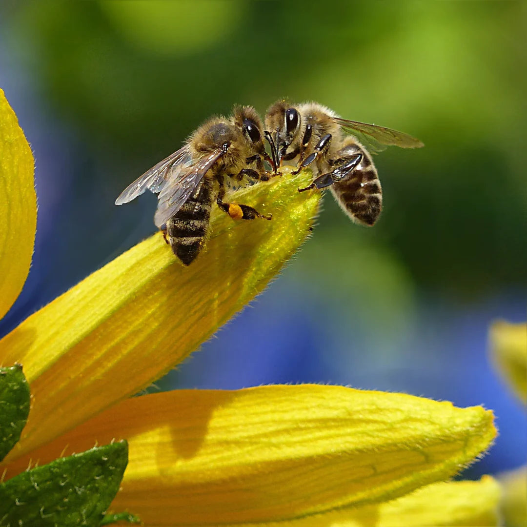 不列颠哥伦比亚省一位养蜂人为保持热闹而付出的努力
