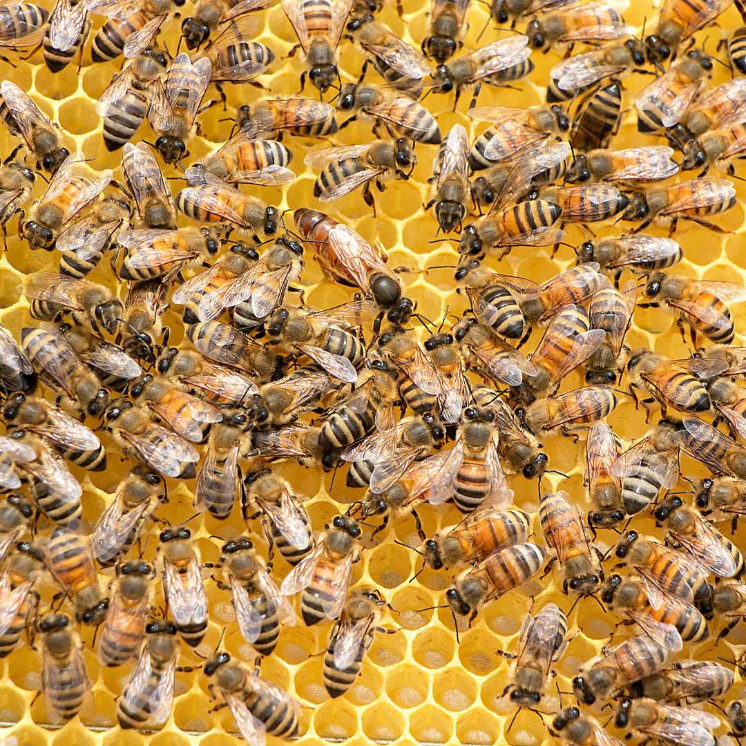 To bee or not to bee?